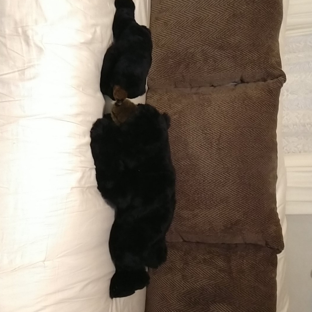 Set of 2 ditz plush black bears